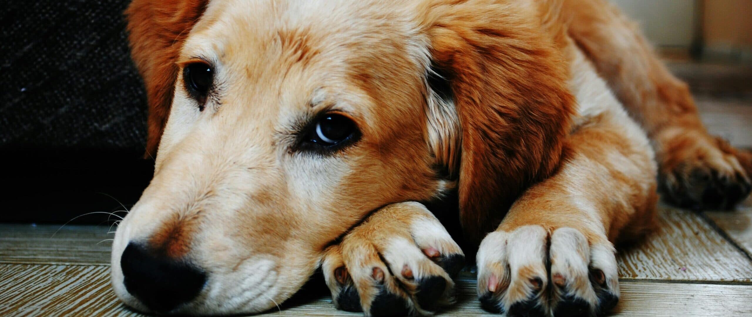 A dog waiting at the entrance to a home